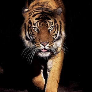Plexiglas schilderij - Tiger